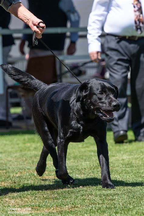 Aust.Ch. Neuter Coastaldrift Hes My Boy Labrador Retriever - Owned by Denise Williamson