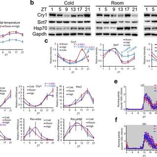 Clock Mrna And Protein Levels In Unsynchronized Cells A B Qrt Pcr