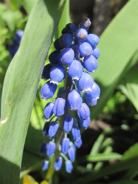 images nature flower bloom spring produce botany garden