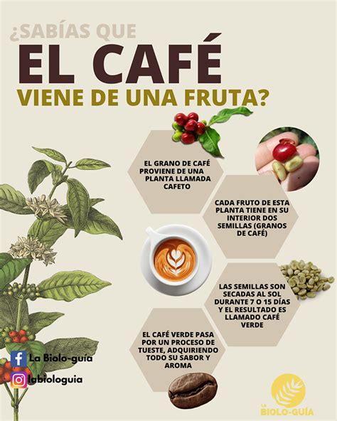 El Sorprendente Sabor Del Caf Verde Que Debes Probar Latazadecafe