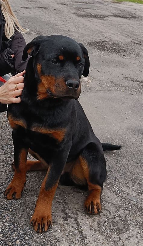 Rottweiler piękny piesek ZKwP Malinowice OLX pl