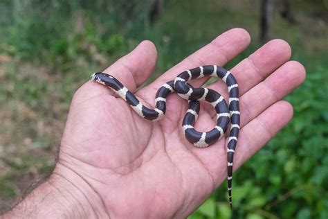 Top 15 King Snake Morphs (With Pictures) - ReptileHow.com