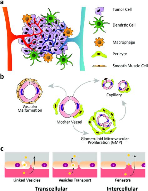 A Schematic Illustration Of Tumour Microenvironment B Mother