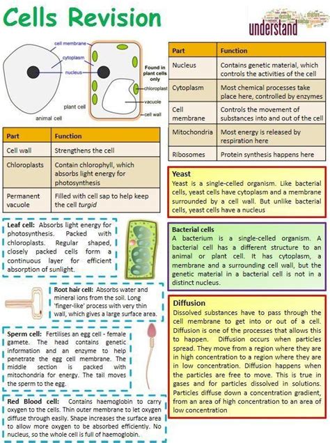 Cell City Introduction Worksheet