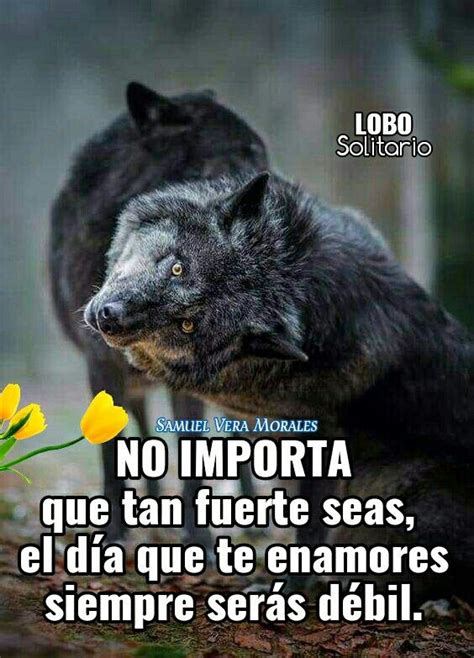 Recolectar 149 Images Sabias Frase Lobo Solitario Viaterra Mx