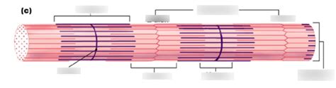 Myofibril Diagram Quizlet