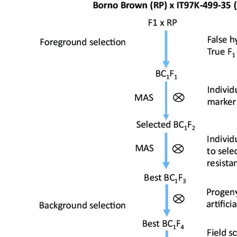 Molecular Breeding Schemes For Developing Backcross Population Download Scientific Diagram