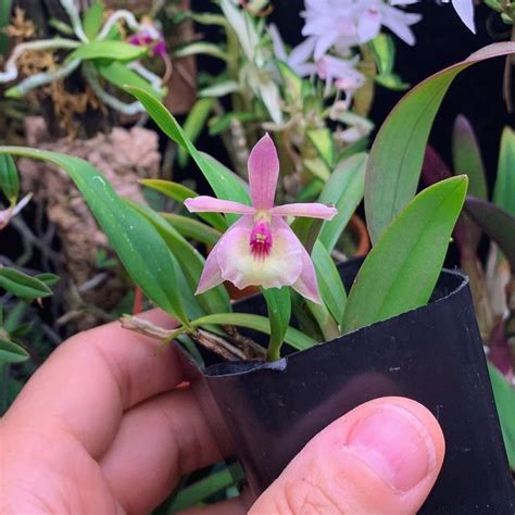 Fish Tanks Are For Orchids On Instagram Epidendrum Conopseum X