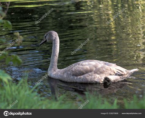 White Swan Lake — Stock Photo © Wirestock #539270608