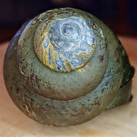 Bellamya Chinensis Chinese Mystery Snails 10000 Things Of The