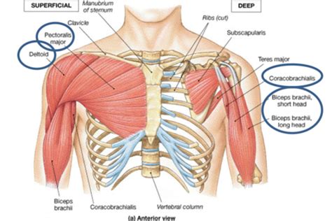 Muscles That Move the Humerus Flashcards | Quizlet