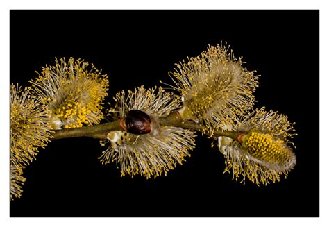 Pussy Willow On Behance
