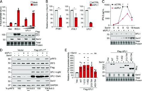 The Ufmylation Activity Of Ufl Promotes Rig I Signaling A