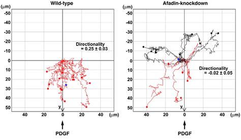 Cell Movement Tracking Of Pdgf Stimulated Nih T Cells Wild Type And