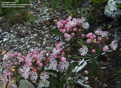 Plantfiles Pictures Kalmia Calico Bush Mountain Laurel Spoonwood