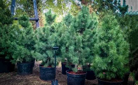 Как выглядит кедр, отличия кедровой сосны от кедра, виды и сорта ...