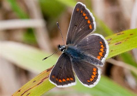 Identify a butterfly | Butterfly Conservation