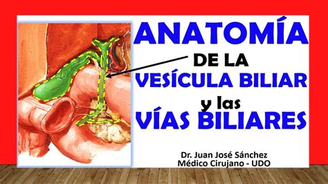 Funcion De La Vesicula Biliar Youtube Images