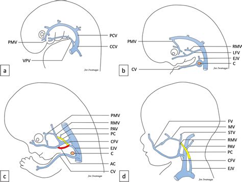 Pharyngeal Vein