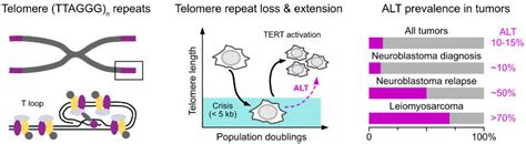 Telomere Maintenance