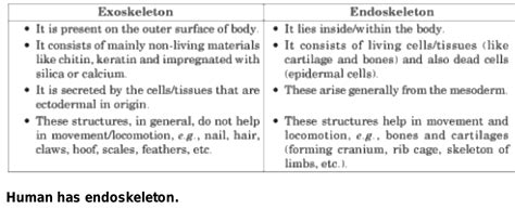 Exoskeleton Vs Endoskeleton