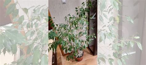 Фикус бенджамина большой купить в Воронеже | Товары для дома и дачи | Авито