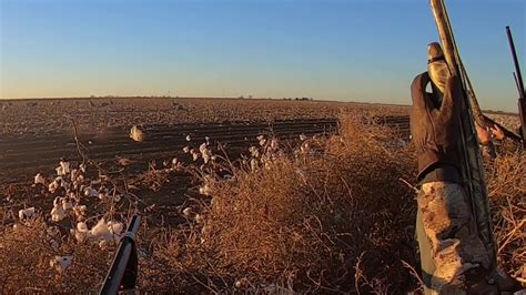 Sandhill Crane Rib Eye In The Sky Youtube