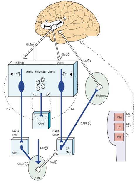 Tourettes Syndrome From Behaviour To Biology The Lancet Neurology