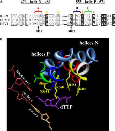 Structure Based Correlation Between The Nucleotide Binding Sites Of