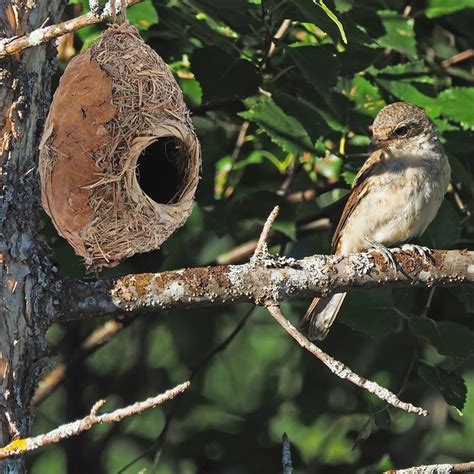 Volière Nid d oiseau suspendu nid d oiseau décoratif d extérieur