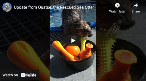 Rescued Sea Otter Pup Quatse Will Take All the Toys, Thank You Very ...