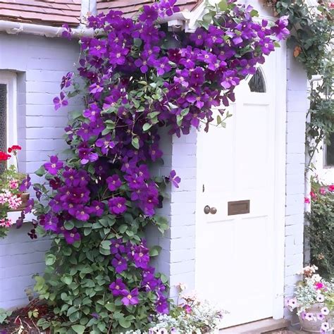 Top 30 Best Clematis Trellis Ideas for A Beautiful Garden