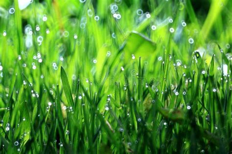 Grass Drop Freshness Natural Background Is Green Stock Image Image