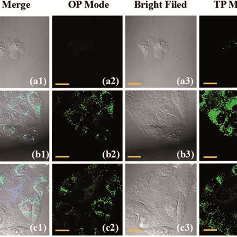 A A Confocal Fluorescence Images Of The Hela Cells Incubated With