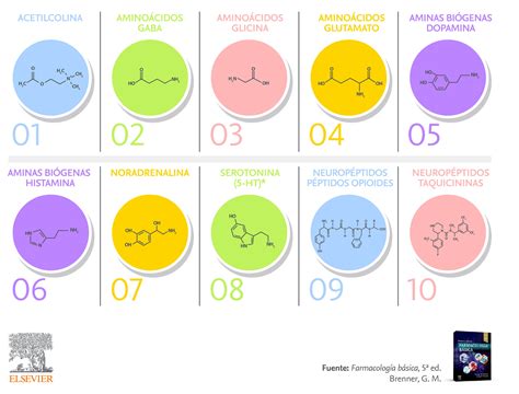 Tipos De Neurotransmisores Y Sus Funciones ️ Mentalidad Humana