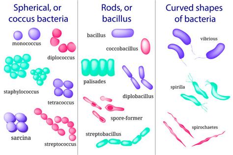 Cocci Bacteria stock vectors - iStock