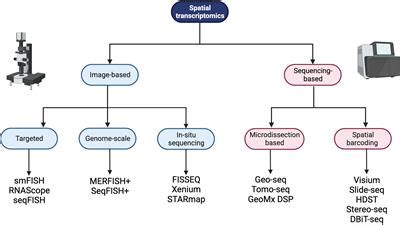 Frontiers Location Location Location Mapping The Lymphoma Tumor