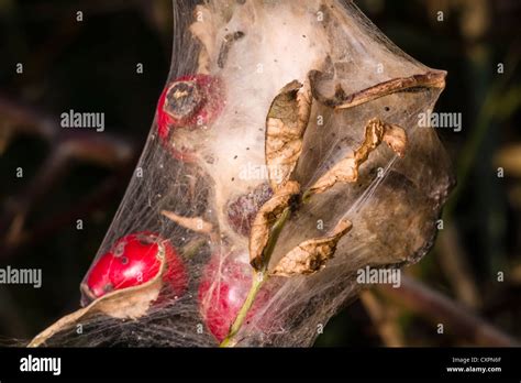 Brown Tail Moth Silk Nest At Spurn Head East Yorkshire England Stock