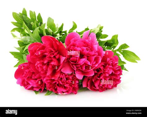 Beautiful Pink Peonies Isolated On White Stock Photo Alamy