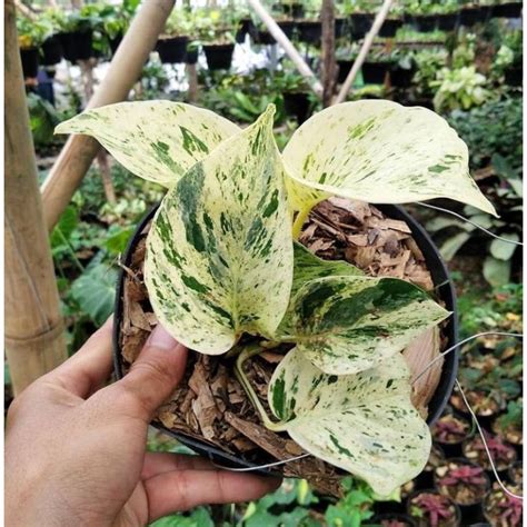 Jual Sirih Gading Marble Epipremnum Aureum Shopee Indonesia