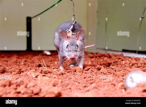 African Giant Pouched Rat Hi Res Stock Photography And Images Alamy