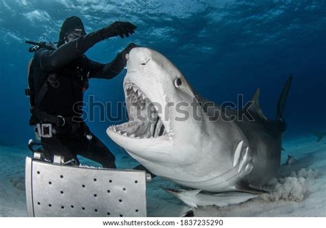 210 Tiger Shark Mouth Open Images, Stock Photos & Vectors | Shutterstock