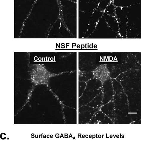 Delivery Of Gaba A Receptors After Nmda Is Nsf Dependent A