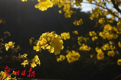 黄花风铃木绽放