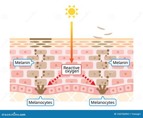 Mechanism of Skin Cell Turnover Illustration. Melanin and Melanocytes ...