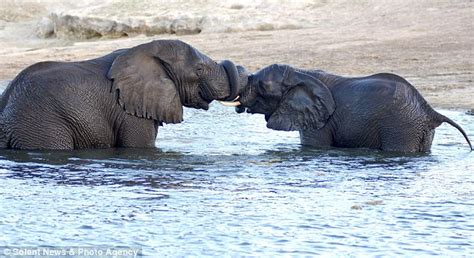 Dailypetfwd Tangled Up In Love Two African Elephants Lock Trunks In A