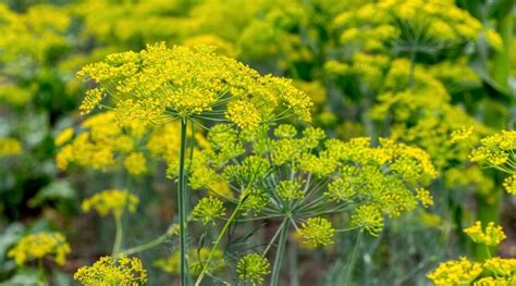 30 Beautiful Host Plants For Butterflies