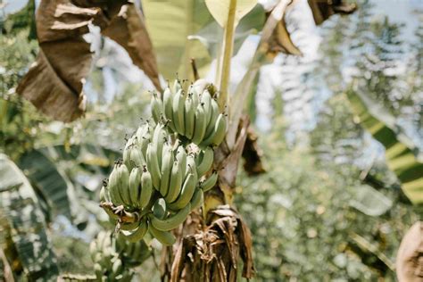 Cara Menanam Pisang Di Lahan Agar Berbuah Lebat