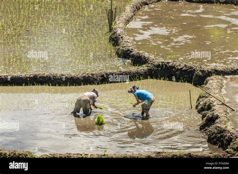 Two Woman Standing In A Rice Paddy Planting Rice Shoots Near Detusoko