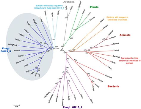 Phylogenetic Tree Of A Amylase Proteins From Representative Taxa Of